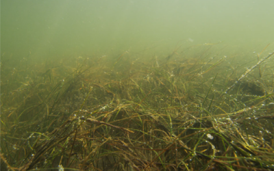 Submerged Aquatic Vegetation Evaluation (SAVE) in the Currituck Sound