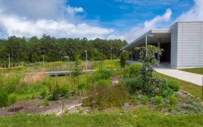 Coastal Gardening and Landscaping Provides Great Escape and Habitat Protection