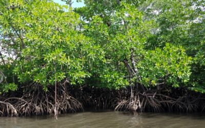 ECU’s David Lagomasino to Help Assess Everglades Mangrove Recovery Post-Hurricane Irma