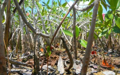 ECU Scientists Help Filter Through “Too Much Information” in the Mangrove Conservation World