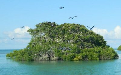 Land Conversion and Shoreline Erosion Battle for the Largest Contribution of Mangrove Loss