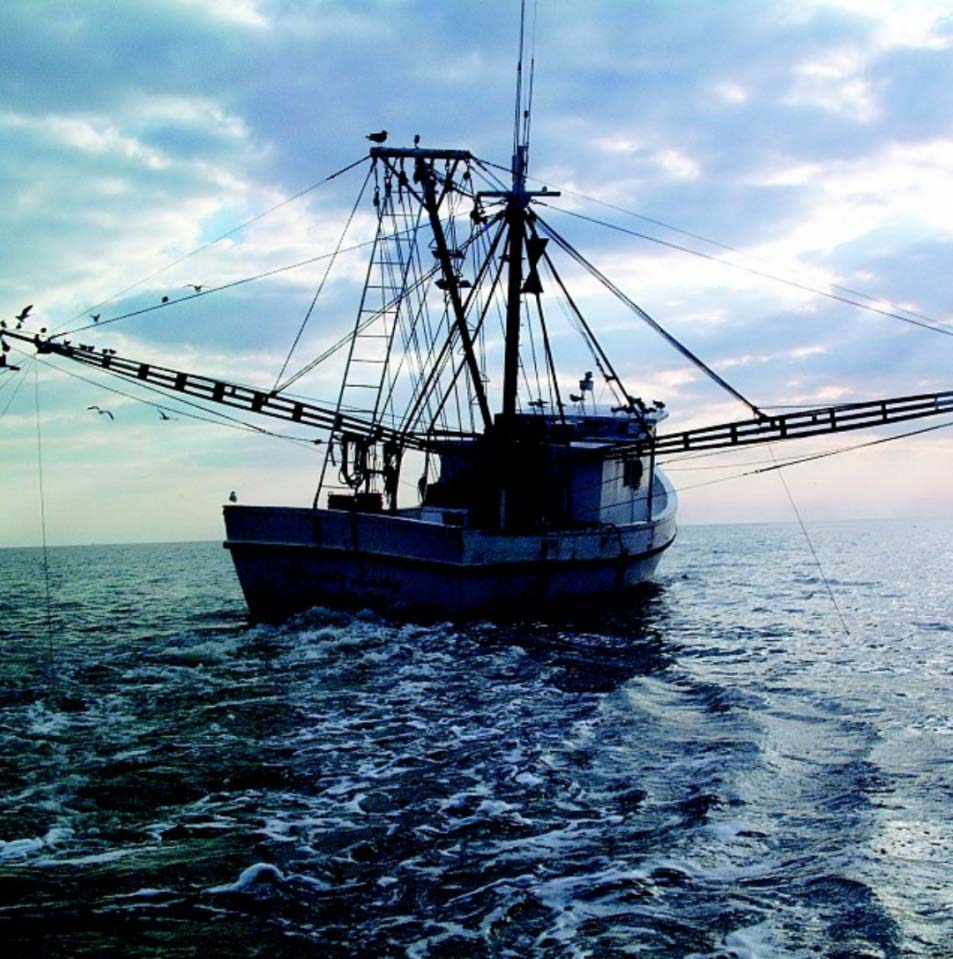 Marine Fisheries Ecology | Coastal Studies Institute