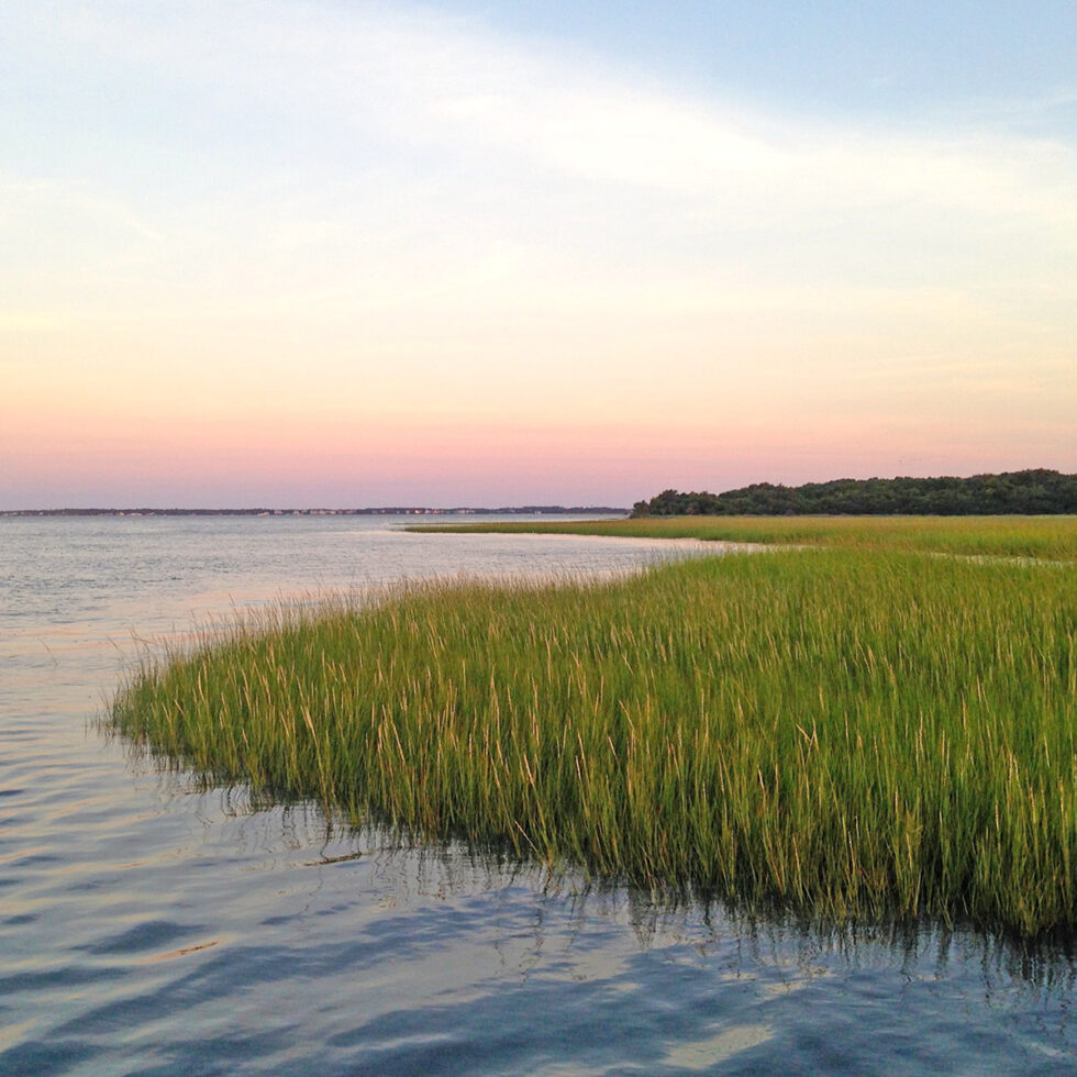 Marine & Coastal Ecosystems | Coastal Studies Institute