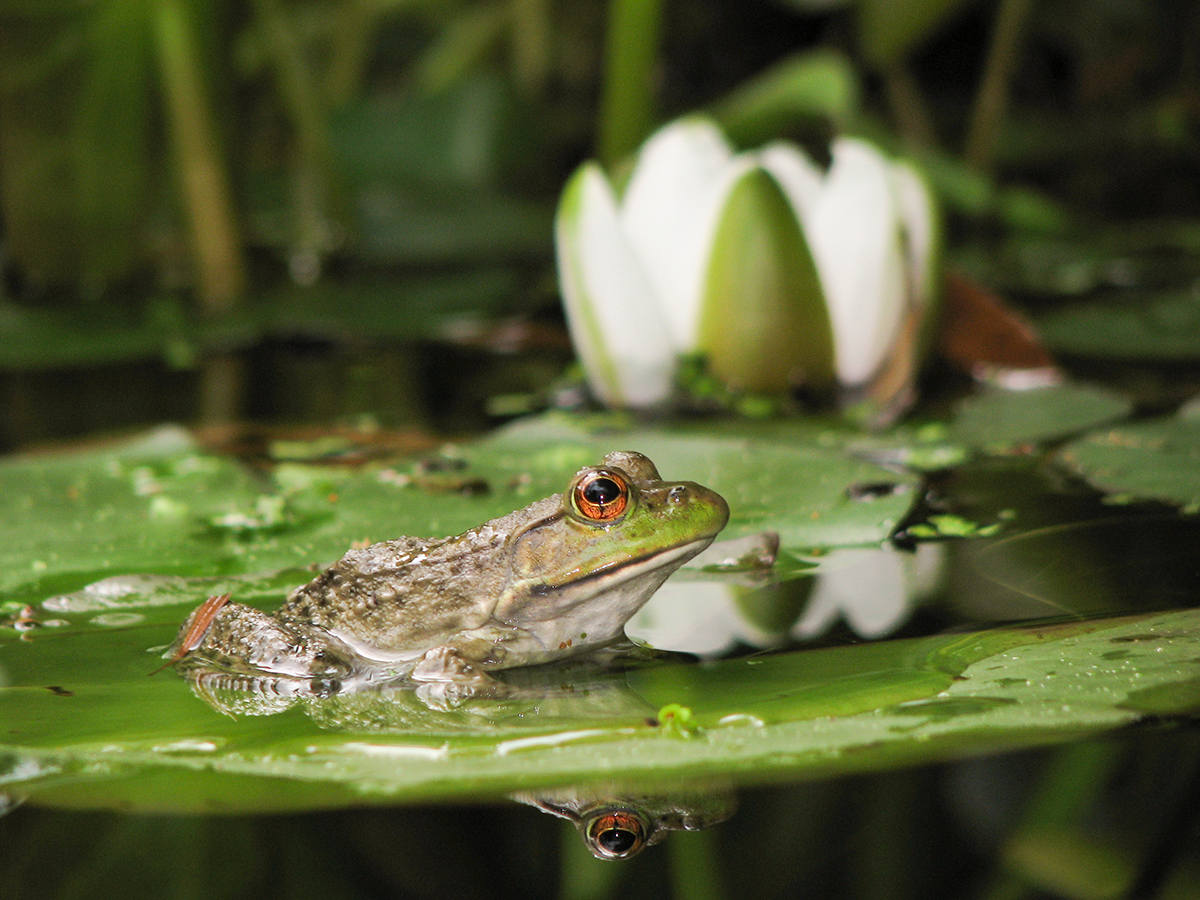 csi-to-host-first-bioblitz-on-ecu-outer-banks-campus-in-late-october