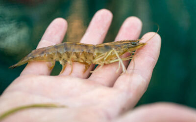 Prevalence of Shrimp Black Gill Disease in the Estuary